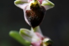 Ophrys levantina x elegans